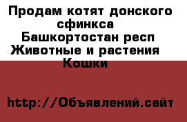 Продам котят донского сфинкса - Башкортостан респ. Животные и растения » Кошки   